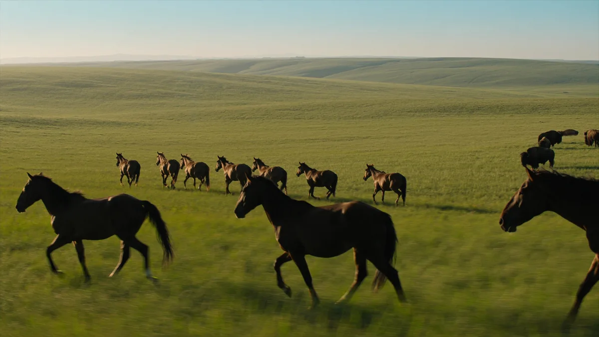 Bizons en wilde paarden: wildlife in de vlaktes van het noorden