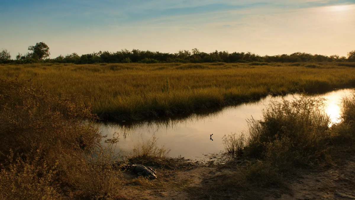 Everglades National Park: alligators, boottochten en tips
