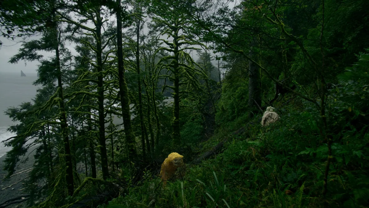 Olympic National Park: regenwoud, ruige kust en bergen in een