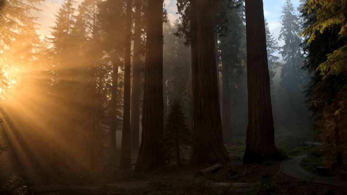 Sequoia & Kings Canyon: op bezoek bij de grootste bomen ter wereld
