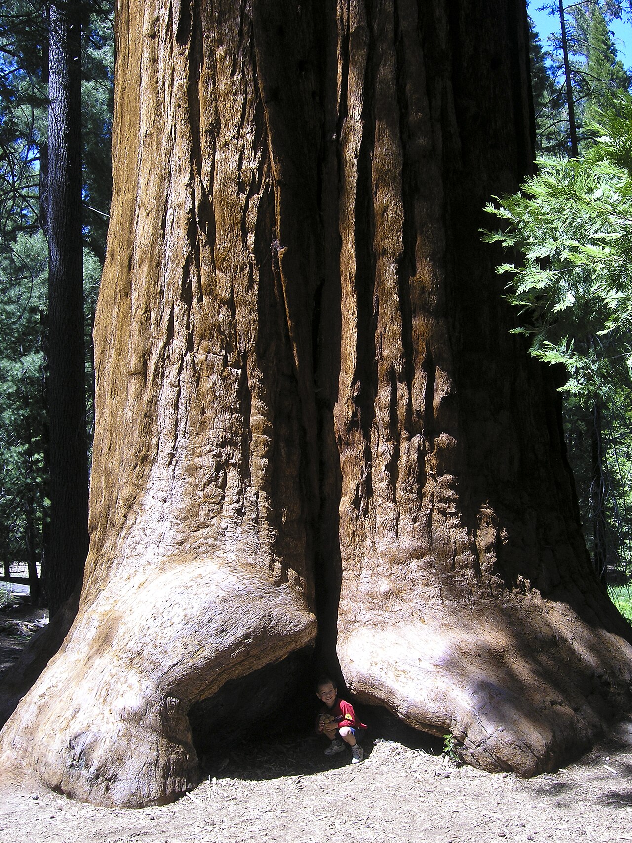 Giant Sequoia National Monument