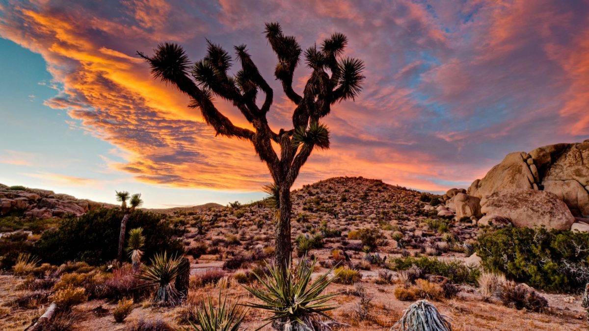 Joshua Tree National Park