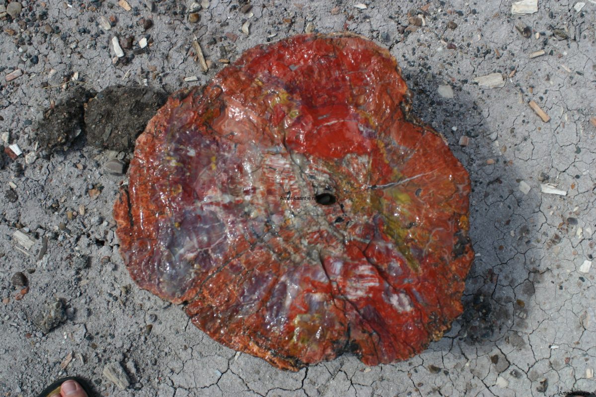 Petrified Forest National Park