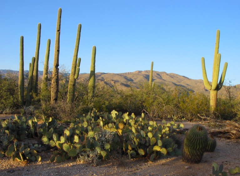 Saguaro National Park