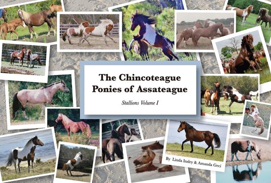 The Chincoteague Ponies of Assateague - The Chincoteague Ponies of Assateague